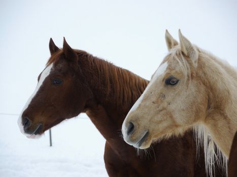 horses out side at cold winter time