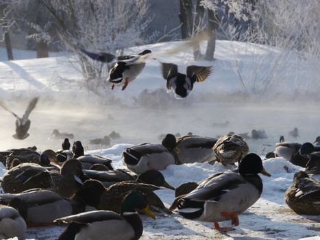 Wild ducks flying in the winter