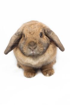 Cute rabbit on white background