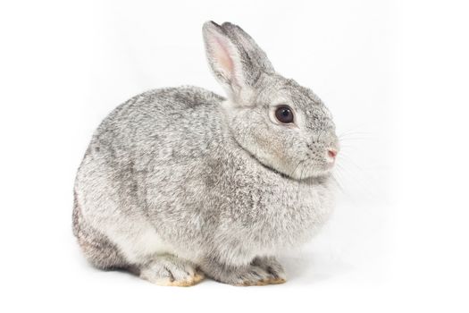 Cute rabbit on white background