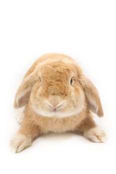 Cute rabbit on white background