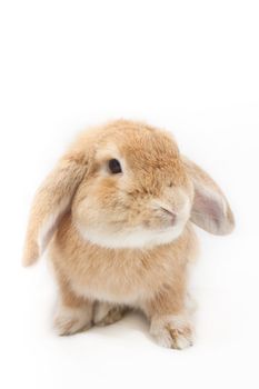 Cute rabbit on white background