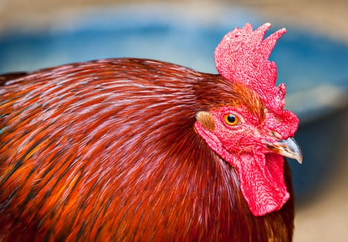 Close up of a rooster. Depth of field is narrow with sharp focus on the eye and beak.