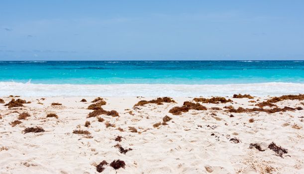 Elbow Beach in Bermuda. The photo is layered with sand and seaweed, ocean, and sky.