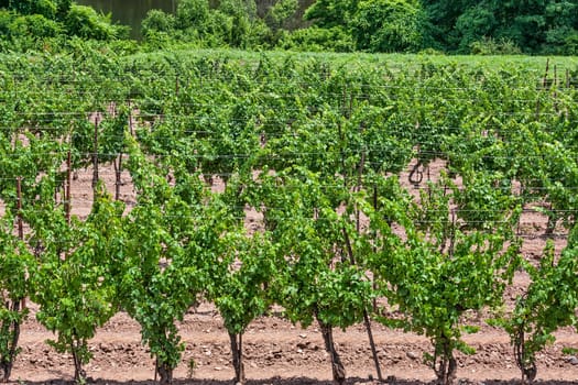 Grape Vineyard outside of a winery