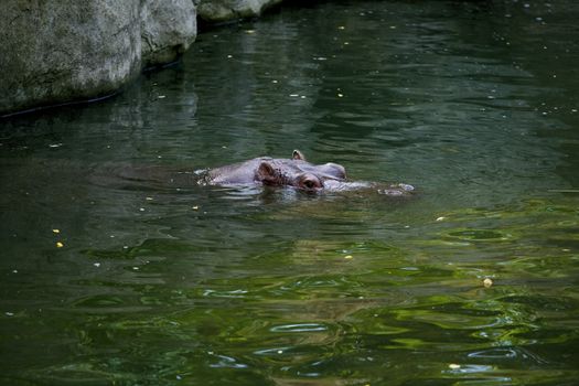 Hippo, mostly submerged, water swimming in green water
