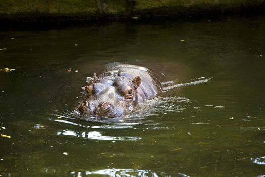Hippo, mostly submerged, water swimming in green water