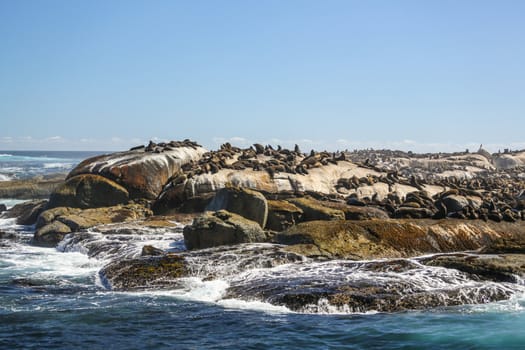 Thousands of seals sunning on Seal Island near the south western tip of South Africa