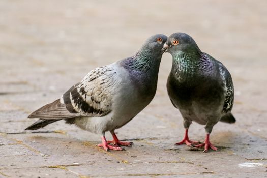 Two pigeon kissing by inter locking their beaks