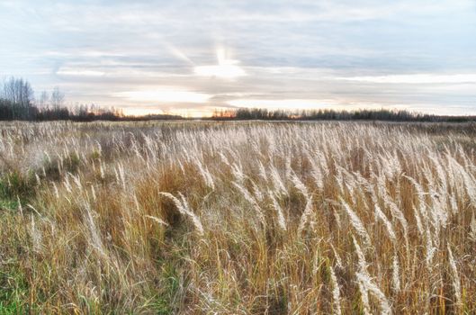 field illuminated by the rising sun rye