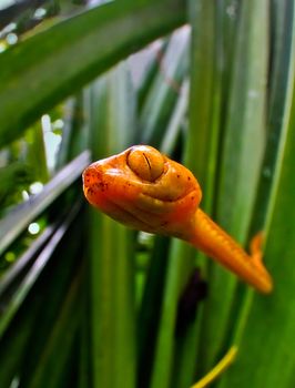 Close up of the poisonous cat eye tree snake in Costa Rica as it searches the reeds for frog eggs to feed on.