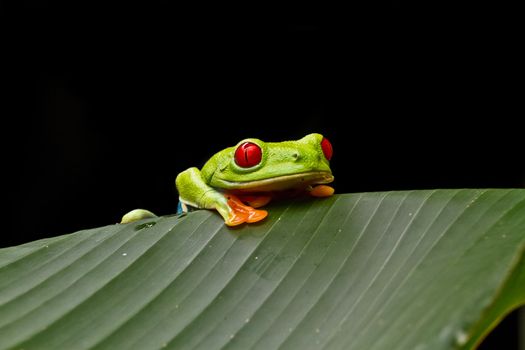 A curious Red eyed tree frog peers over a bananna leaf to investigate the photographer in Costa Rica.