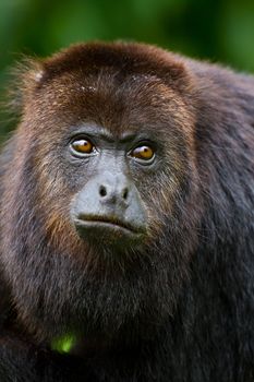 close up of howler monkey in the wild, Belize.