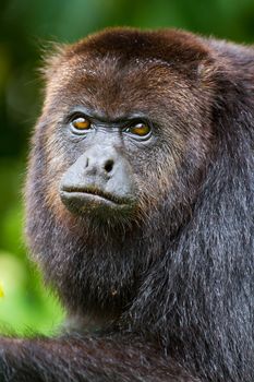 close up of howler monkey in the wild, Belize.