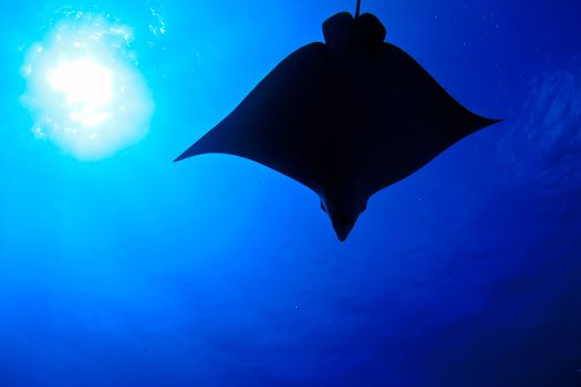 silhouette of a huge eagle ray, mexico