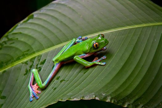 A huge blue sided leaf frog moves into position while stalking his prey. Costa Rica.