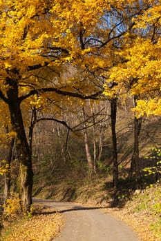 beautiful golden tree in italian autumn. Mountain environnement