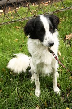 Black and white dog on a lead in a park