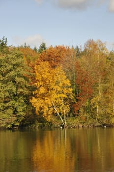 Trees with Colors of Fall which reflecting in Water with a blue sky