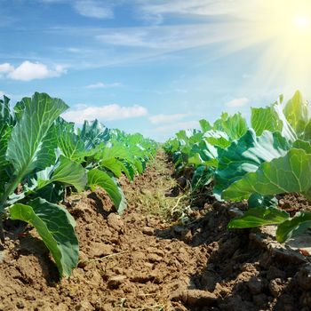 Cabbage field under cloudy blue Sky and sun