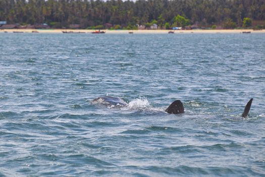 Whale Shark at the surface with a beach in the background