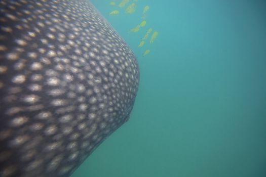 Whale Shark in low visibility water full of plankton