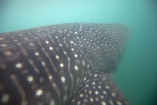 Whale Shark in low visibility water full of plankton