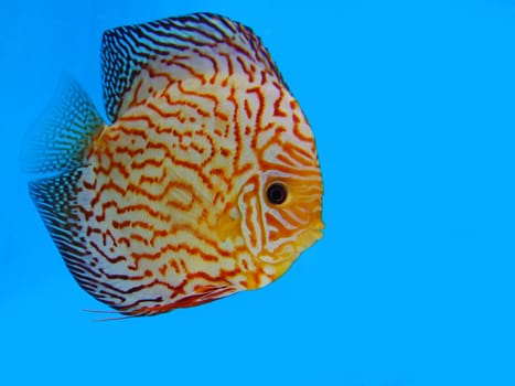discus fish isolated on blue background