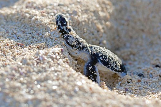 Green Sea Turtle Hatchling making its first steps from the beach to the sea