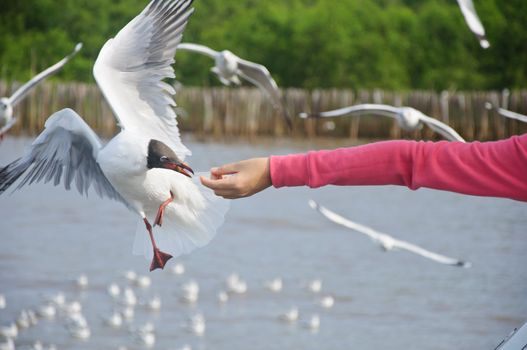 Flying seagull taking food from hand at Bang Pu sea.