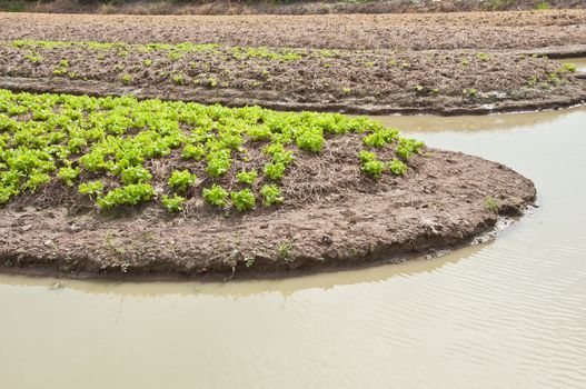 A lush field of lettuce farm must be irrigated in Thailand.