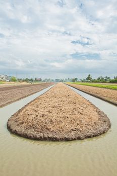 soil preparation land for lettuce cultivation farm in Thailand.