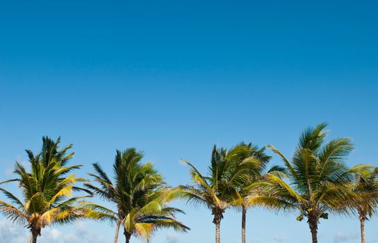 vibrant palm trees against a blue sky background in Saint Lucia