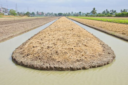 soil preparation land for lettuce cultivation farm in Thailand.