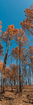 burnt pine trees at a forest after fire against a blue sky background (panoramic view)