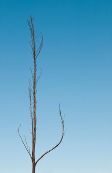 burnt pine tree after fire against a blue sky background