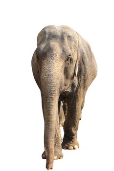 indian elephant isolated on white background