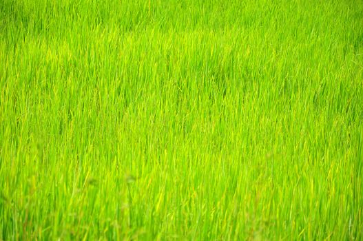 Agriculture in Sakaeo province, East of Thailand.