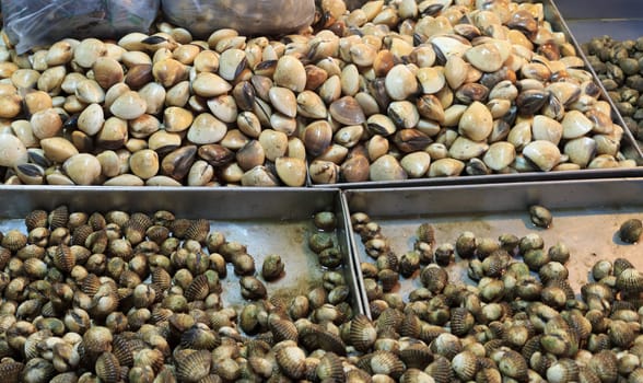 Clams and Cockle Shell at Thailand seafood market.