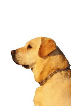 beautiful dog portrait ( golden retriever ) over white background