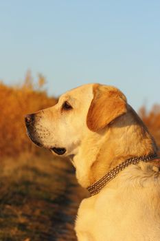 beautiful dog portrait at dusk in the woods