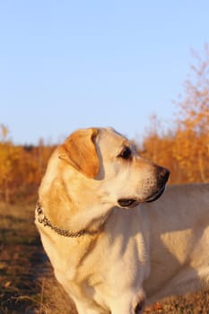 hunting dog ( golden labrador ) in the woods