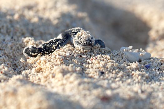 Green Sea Turtle Hatchling making its first steps from the beach to the sea