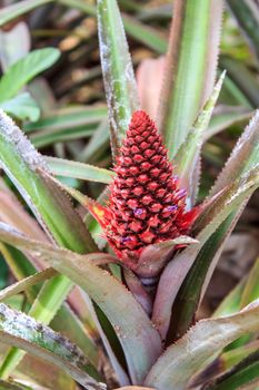 Colorful of the little pineapple on its parent plant.