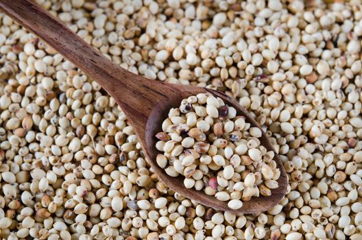 millet grains with spoon and millet grains background