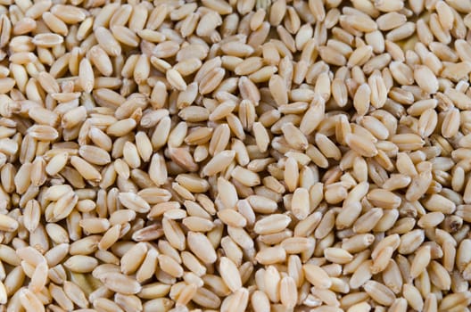 Grains of wheat , wheat background full frame
