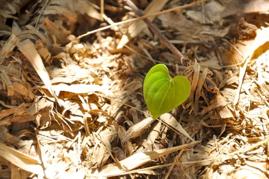 Heart leaf in the forest.