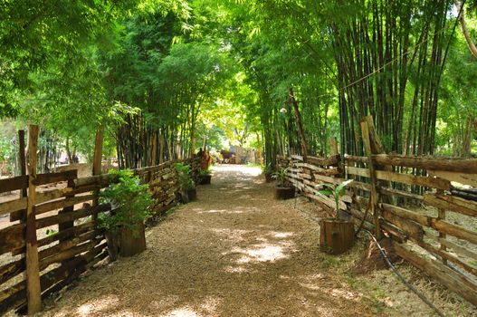 The green nature in Laos.