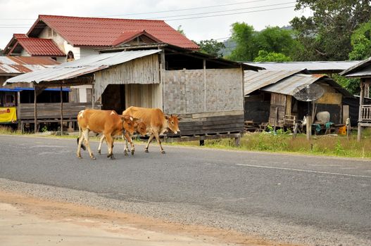 Brown cows walk on the road. Taken this pic in Laos.