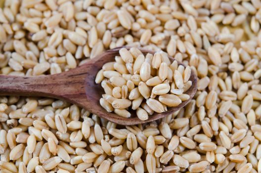Grains of wheat on wooden spoon and wheat background
